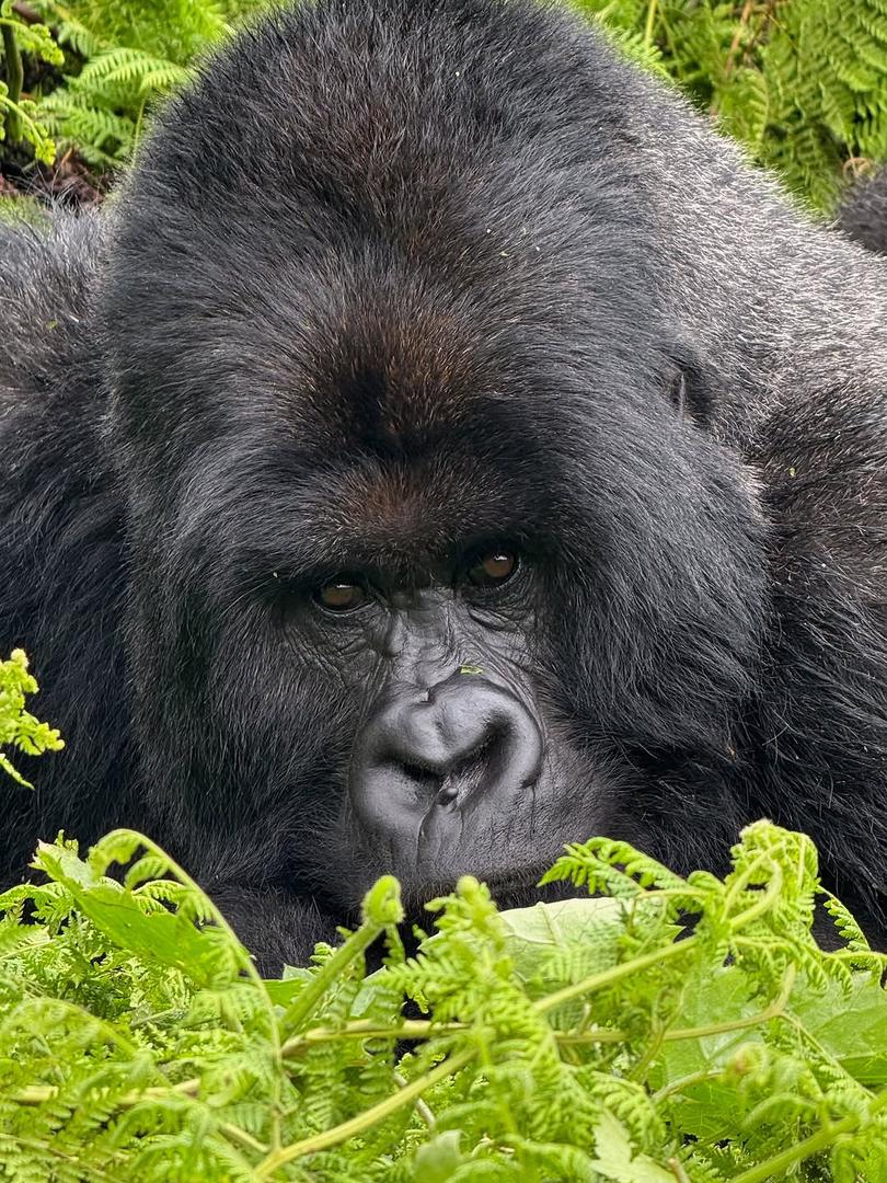Volcanoes National Park