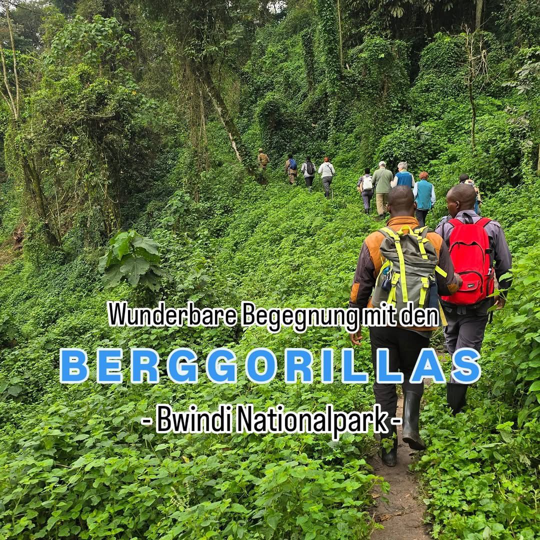 Bwindi Impenetrable Forest