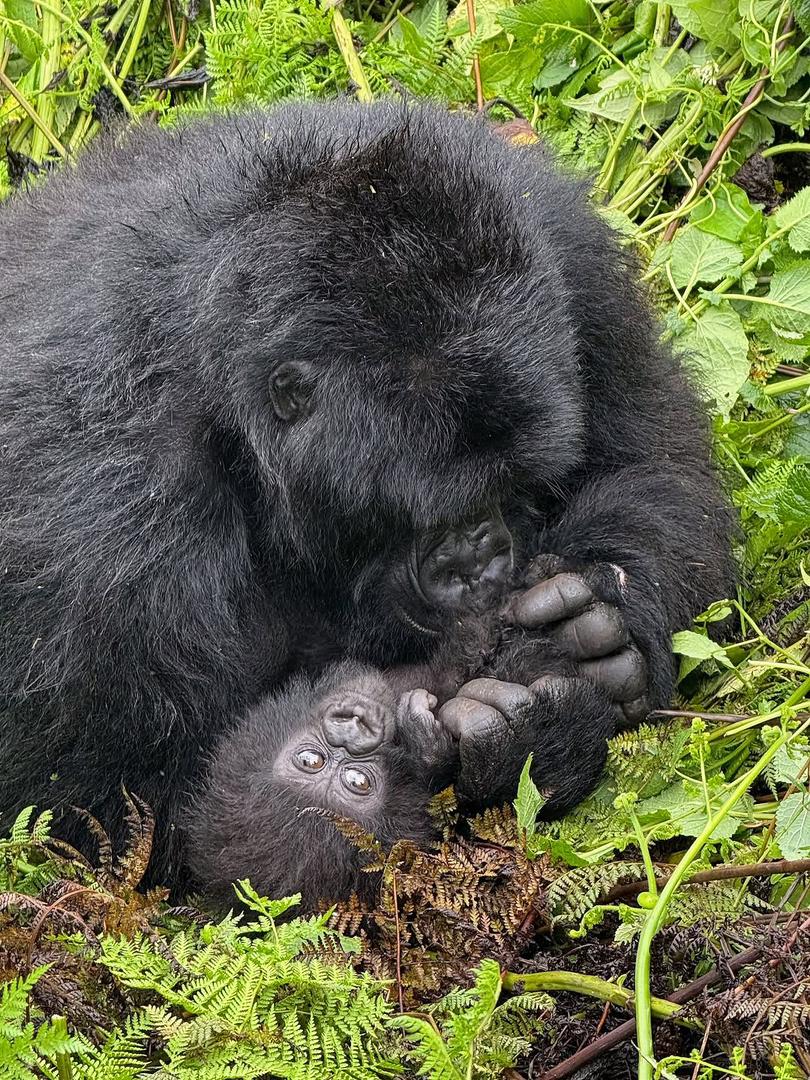 3-Day Gorilla Trekking Adventure