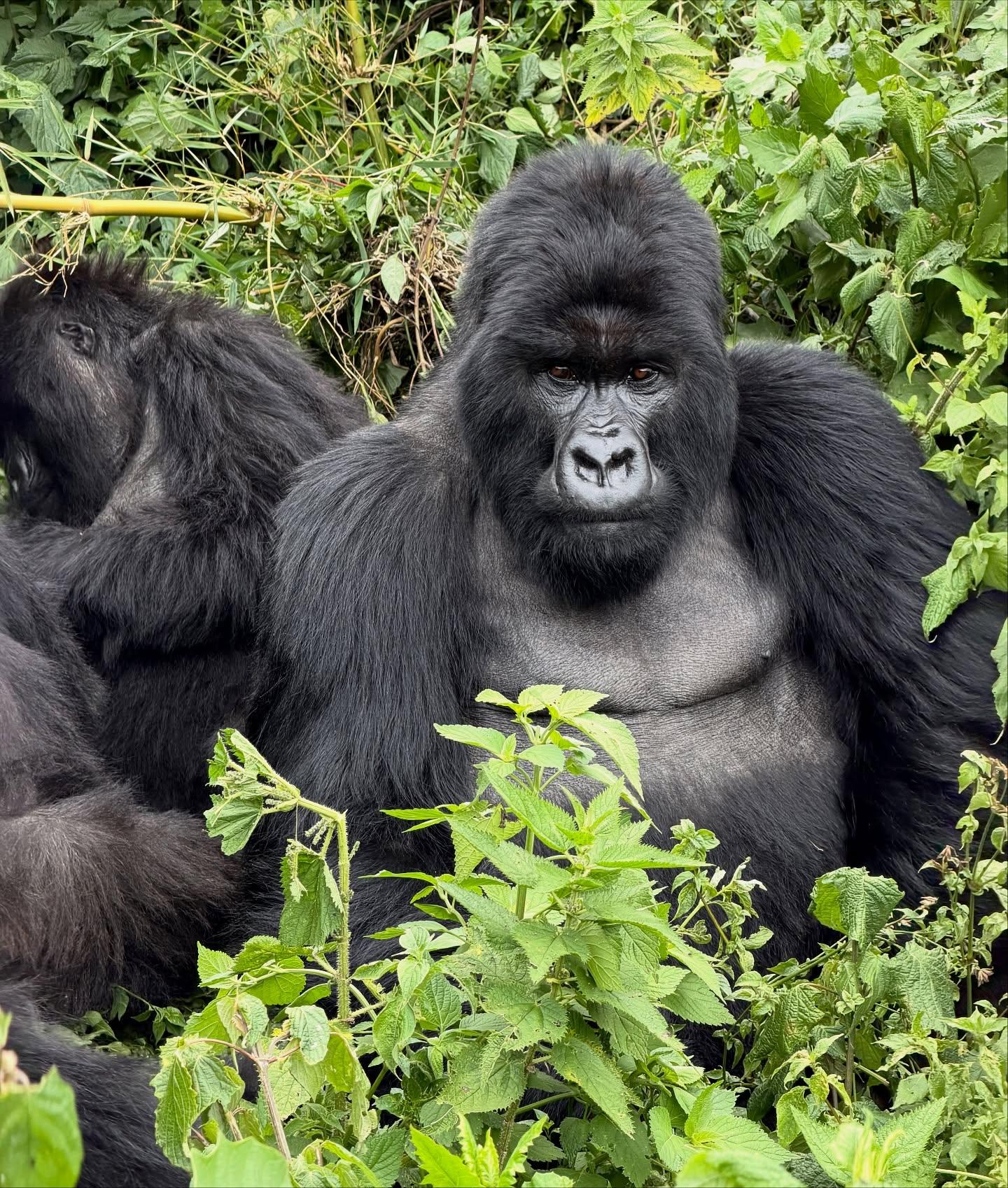 11 Days Uganda and Rwanda Primates Trekking Safari