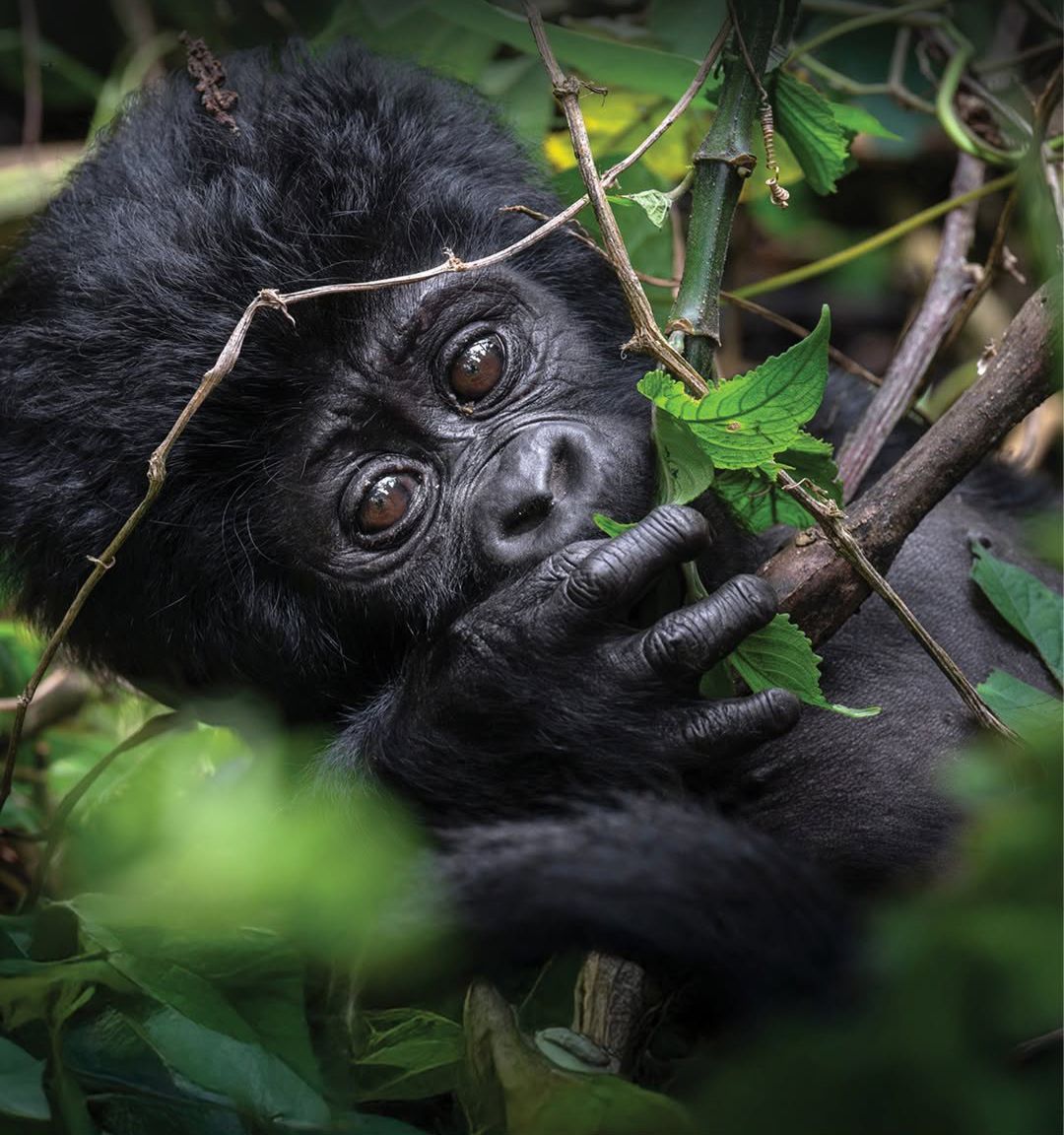 10 days Rwanda Classic Safari